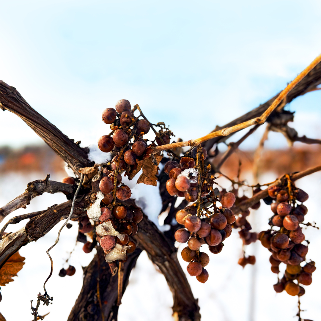 Ice wine grapes