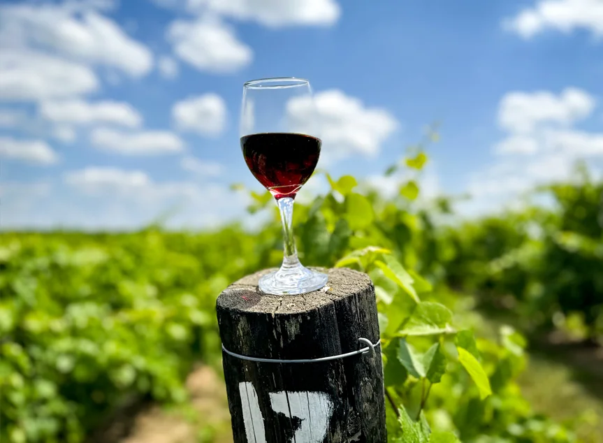 South Facing Red Glass on a post in the vineyard