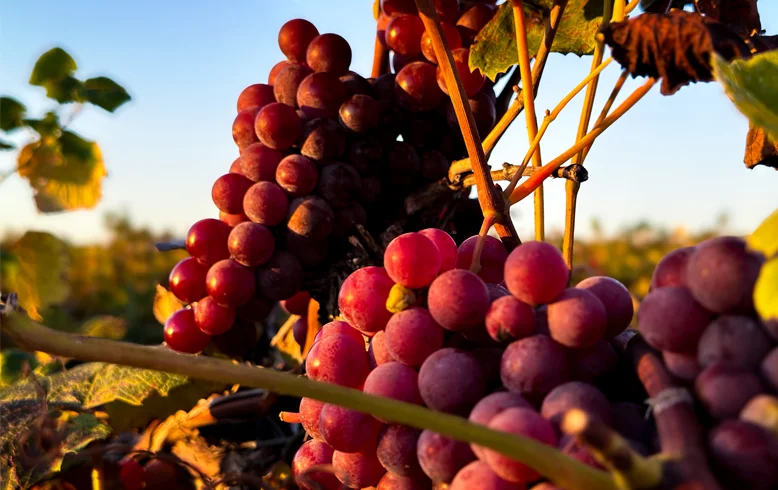 Nitz Grapes on the vine in Fall