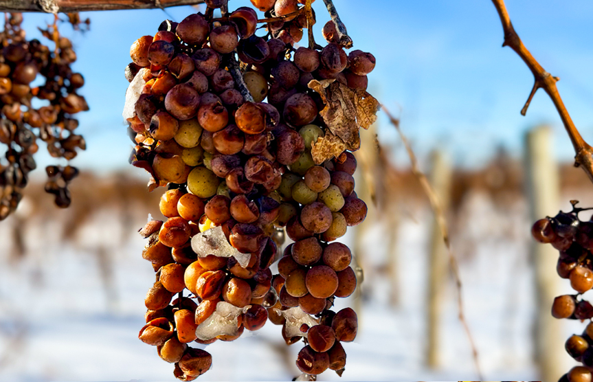 Ice Wine Grapes