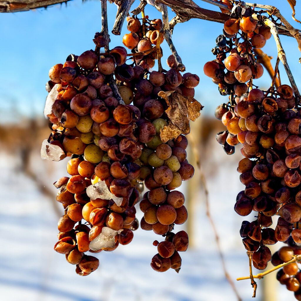 Frozen Grapes for Unique Ice Wine Production W