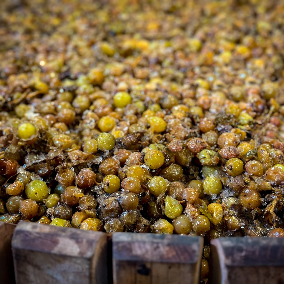 Ice Wine Grapes about to be pressed