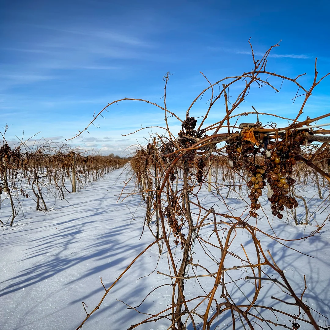 Ice Wine Grapes on the vine