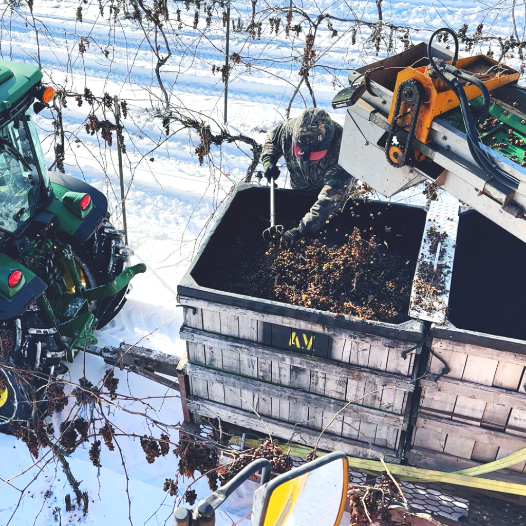 Ice Wine Harvest and Production