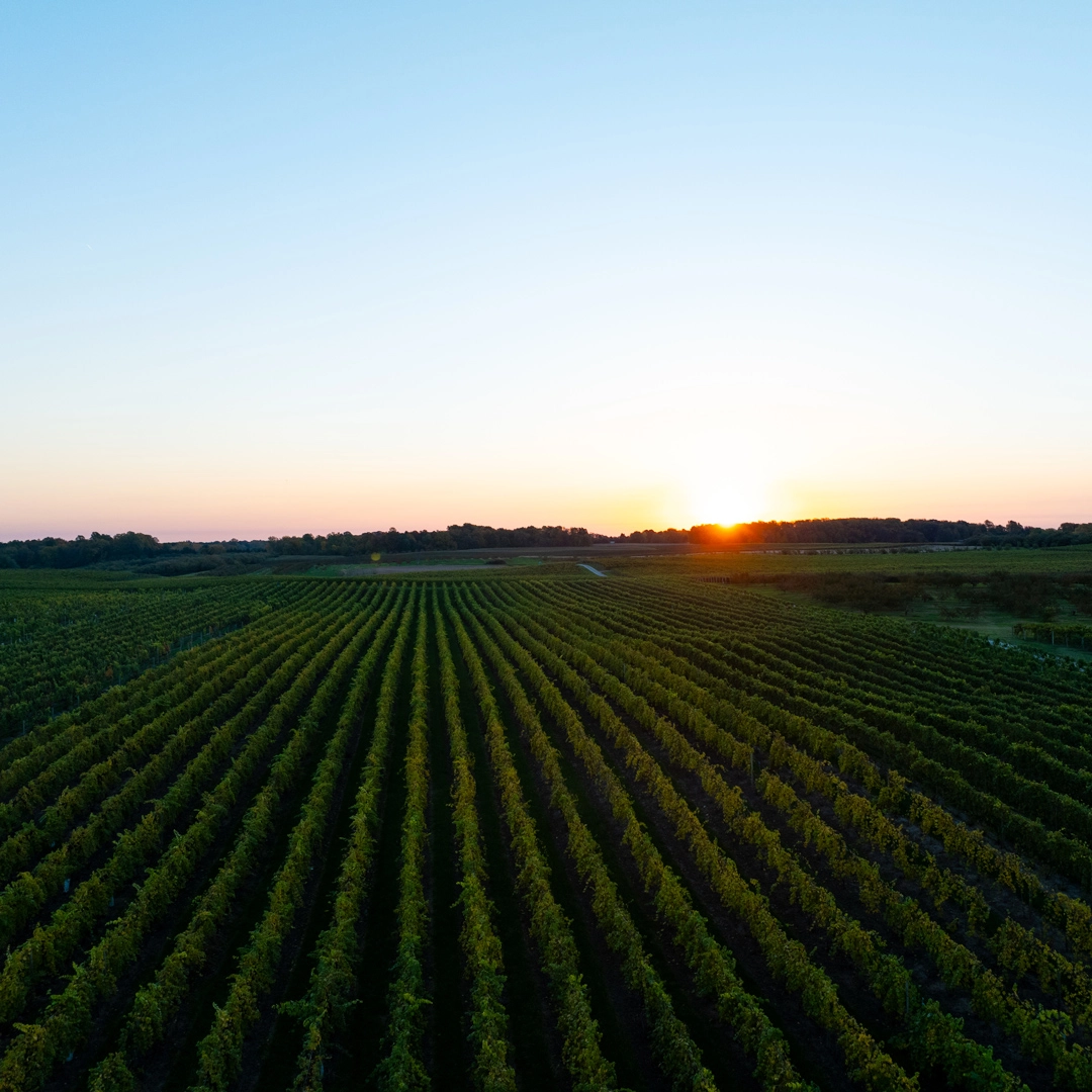 Aerial view of Nitz Vineyard